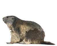 Groundhog-Removal