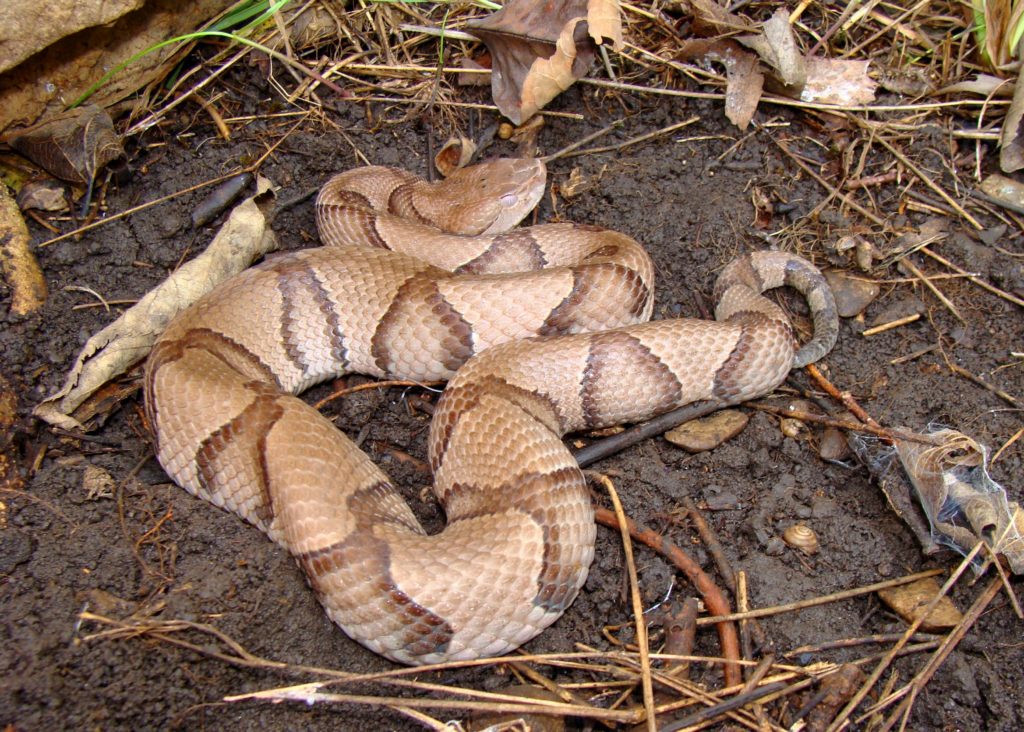 copper head snake