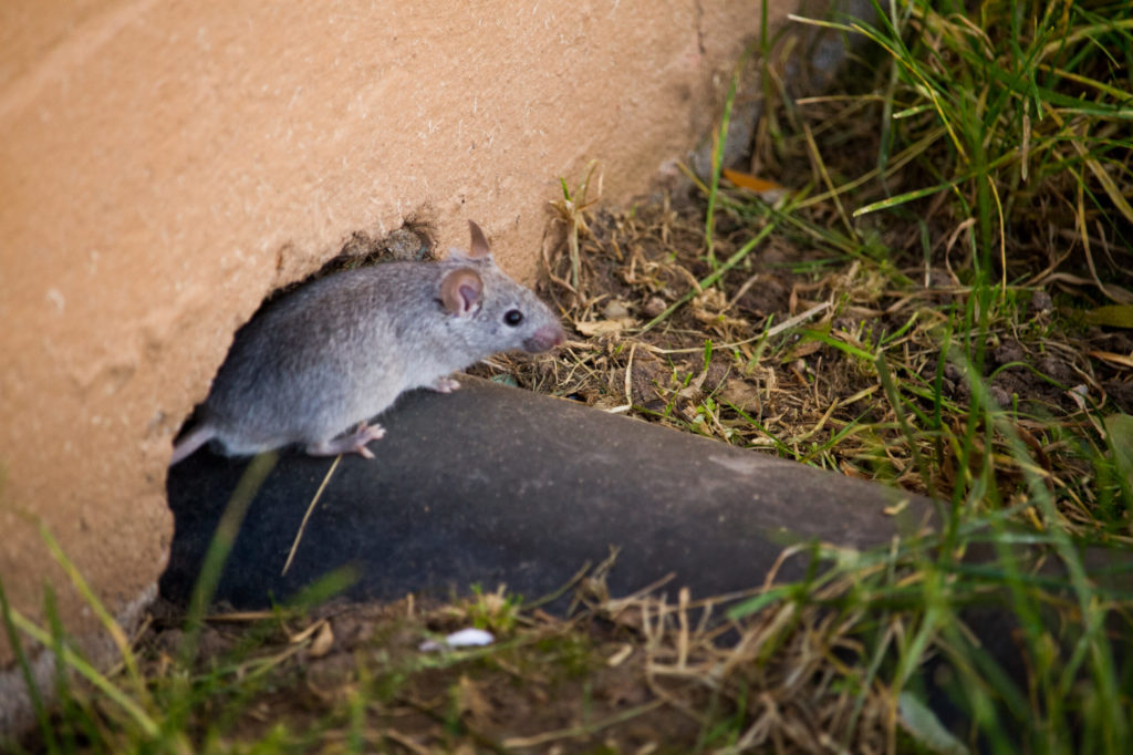 Rodent-removal-services