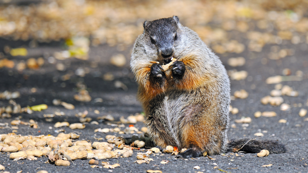 Groundhog removal services in Hunt Valley MD 21030